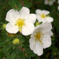 Potentilla Branca